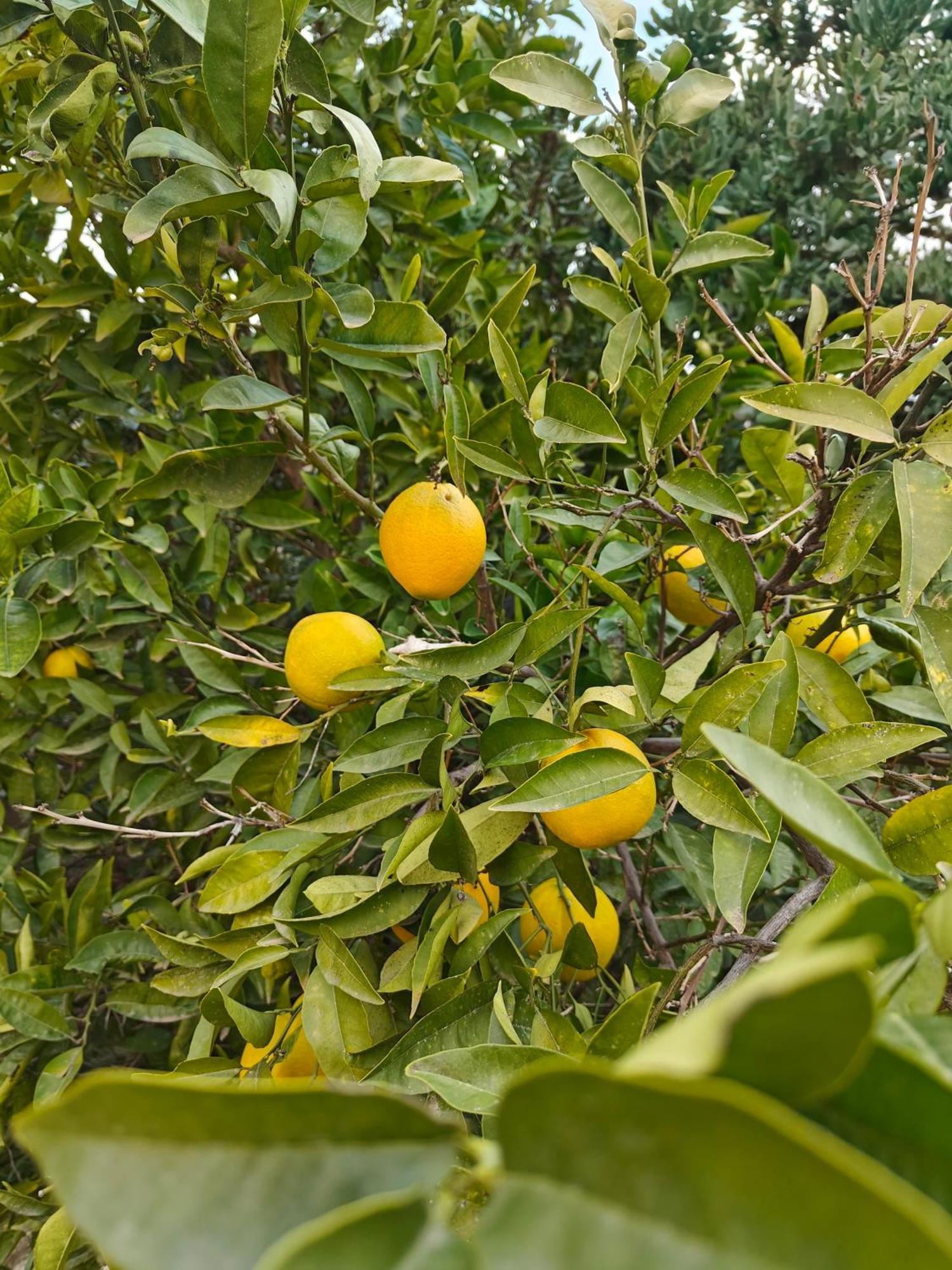 Finca Oliva Bolulla Zewnętrze zdjęcie