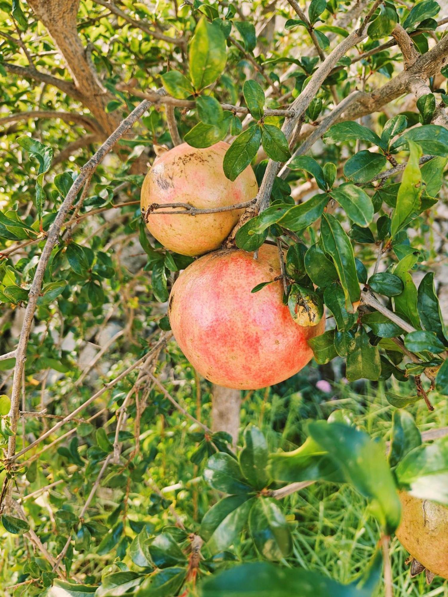 Finca Oliva Bolulla Zewnętrze zdjęcie