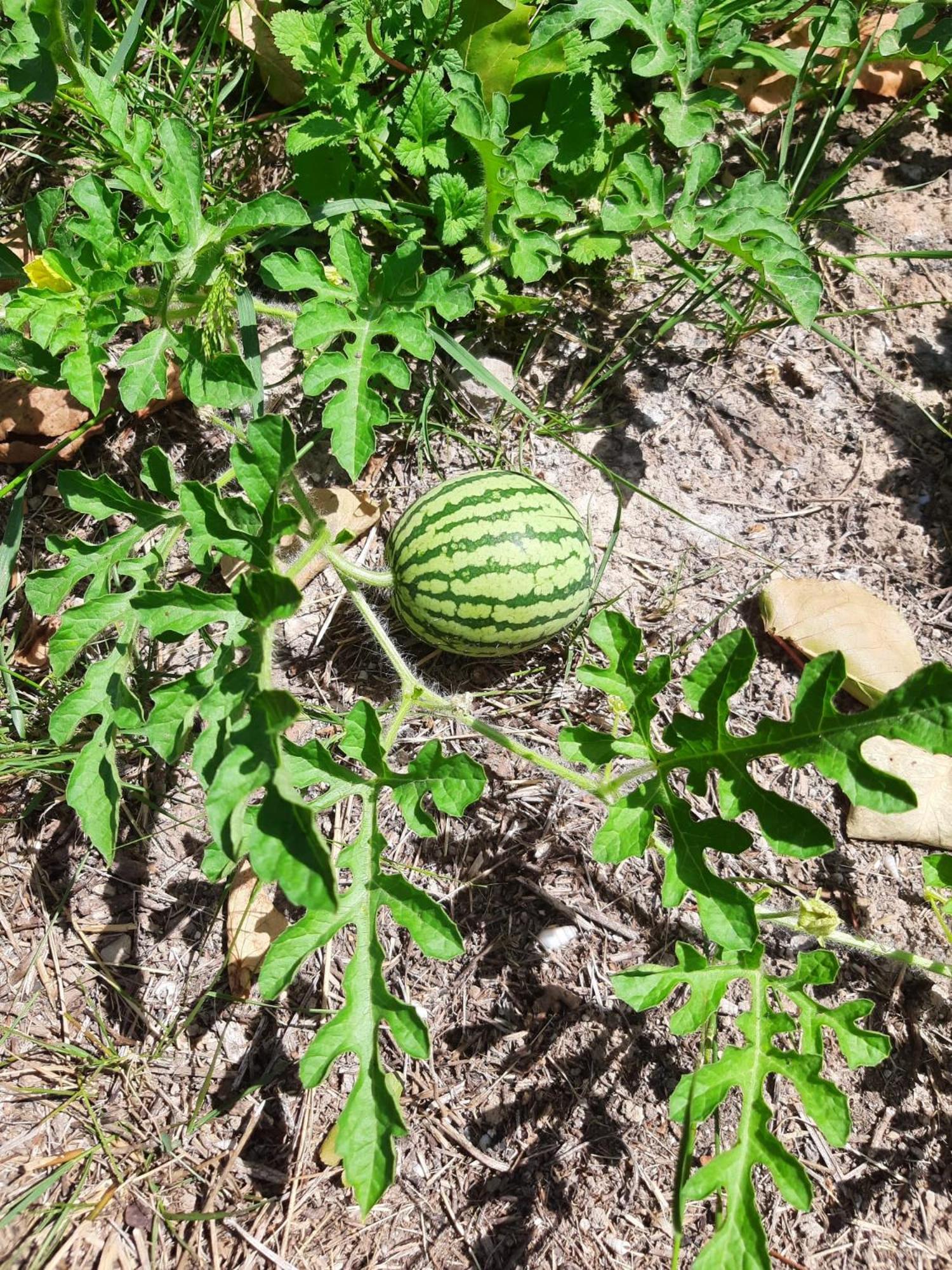 Finca Oliva Bolulla Zewnętrze zdjęcie